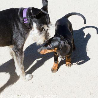 Encuentros perrunos en El Retiro: Chester, el teckel feliz
