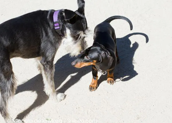 Encuentros perrunos en El Retiro: Chester, el teckel feliz
