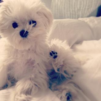 Milo, una estrella canina en ciernes (y Parque Jurásico light)