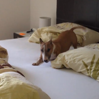 Los despertares felices de una Bull Terrier