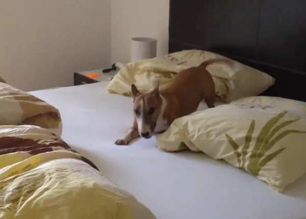 Los despertares felices de una Bull Terrier
