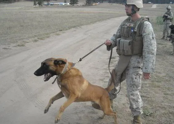 Un Marine con estrés postraumático logra adoptar a su compañero perruno