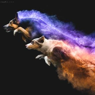 El alma colorida de los perros en acción: las impactantes …