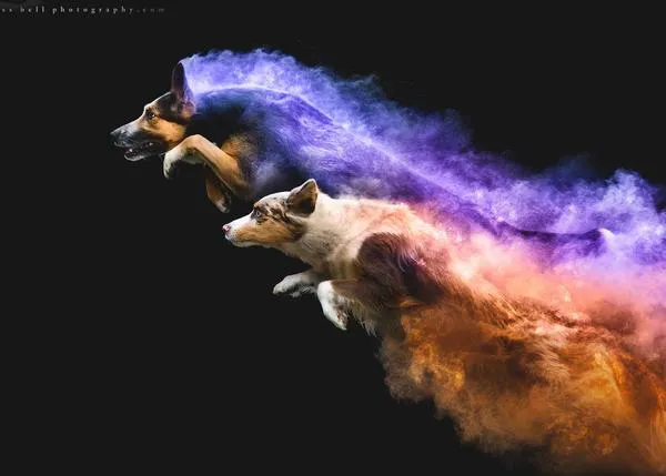 El alma colorida de los perros en acción: las impactantes fotos de Jess Bell