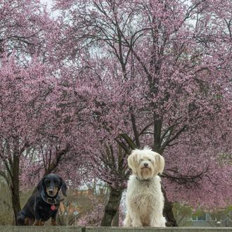 El nuevo reglamento de bienestar animal de la UE no …