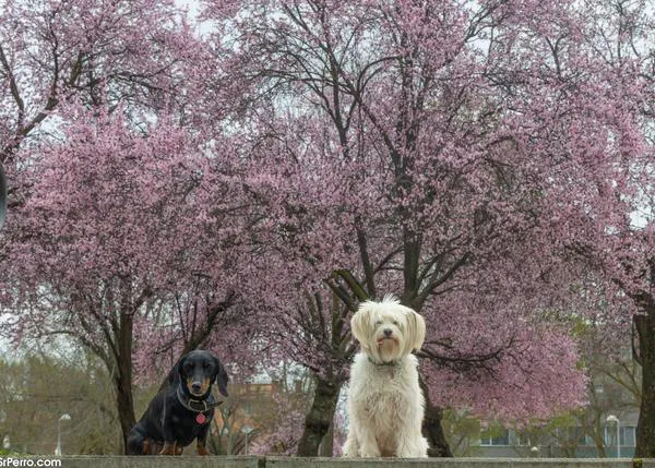 El nuevo reglamento de bienestar animal de la UE no distingue entre perros de caza y otros perros, todos merecen un bienestar equivalente