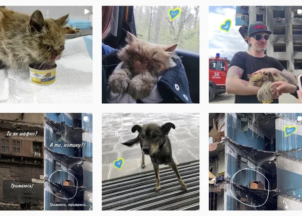 Más de 500 animales rescatados por la patrulla animal de Kiev en dos meses y medio de guerra