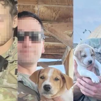 Paws of War, la organización que ayuda a rescatar a …
