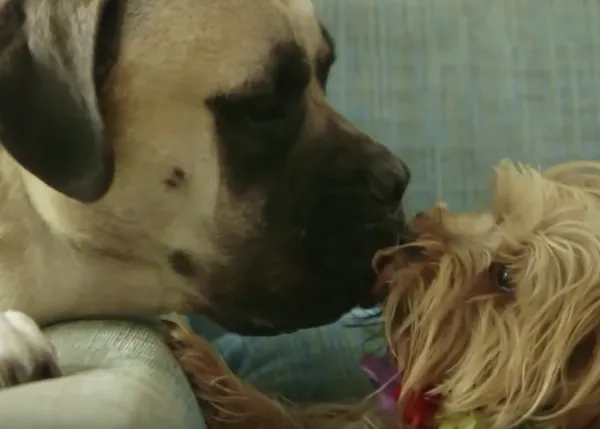 Una fiesta perruna con final inesperado y un gran mensaje: todos los perros merecen divertirse