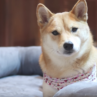 Una cama para perros barata vs una cama para perros …