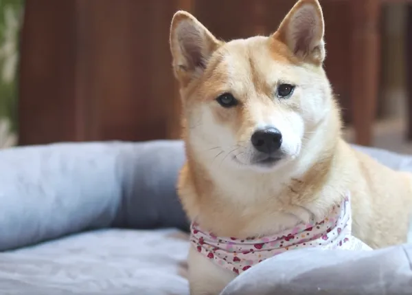 Una cama para perros barata vs una cama para perros cara... ¿hay alguna diferencia?