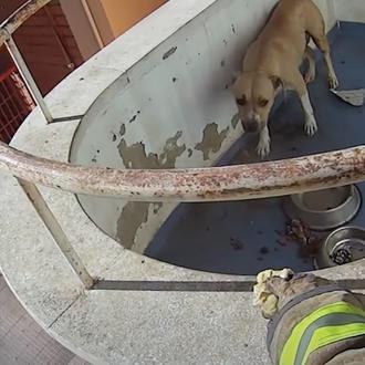 Los bomberos rescatan a una perra que llevaba días en …