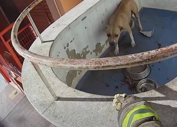 Los bomberos rescatan a una perra que llevaba días en un balcón (o porqué es tan importante denunciar por cauces oficiales)