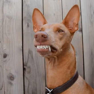 El perro más sonriente del universo canino... Rufus, cuyos sueños …