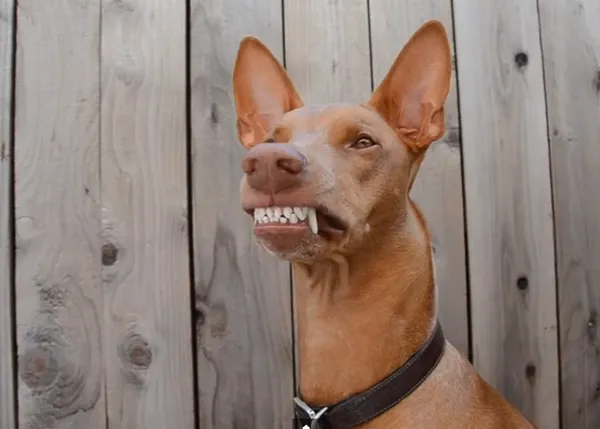 El perro más sonriente del universo canino... Rufus, cuyos sueños llevan disfraz