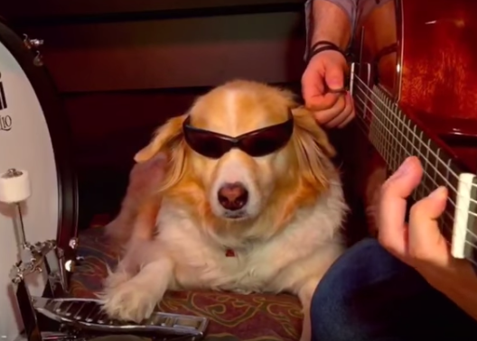 La reina del ritmo: una perra acompaña a su humano músico y triunfa en redes sociales
