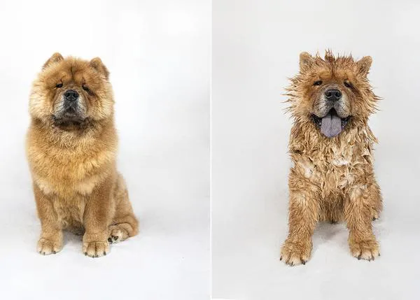 Perros mojados, perros secos: imbatibles expresiones y fotos de lo más ¡guau!