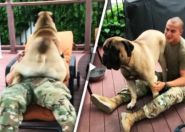 Un jovenzuelo Bullmastiff de 72kg demuestra su enorme felicidad al volver a ver a su hermano humano