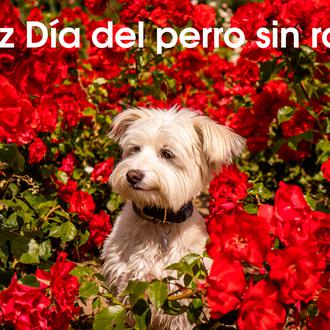 ¡Feliz Día del Perro sin Raza! El 28 de mayo …