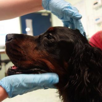 Un perro se recupera de un agresivo tumor gracias a …