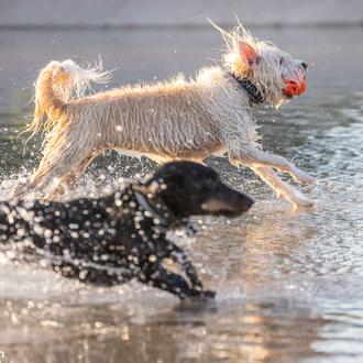 Kit veraniego para perros: artilugios y productos útiles contra olas …