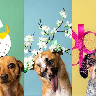 Subasta benéfica de sombreros de alta costura ¡para perros!