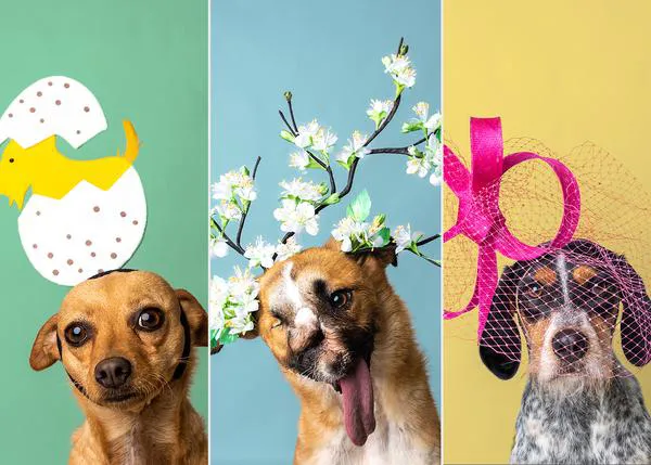 Subasta benéfica de sombreros de alta costura ¡para perros!