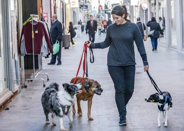 ¿Quieres disfrutar aún más con tu perro en Madrid? ¡Consigue la última plaza para el curso de PAT Educadora canina!