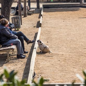 Divorcios de parejas con perro, ¿quién se queda con el …