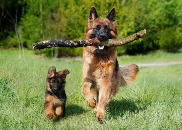 5 claves imprescindibles en la socialización de un cachorro
