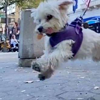 La fabulosa historia de un perro de casi 17 años …