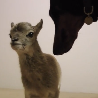 Un gato, un doberman y... un muflón: vídeos animales que …
