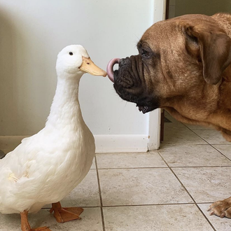 El (gran) perro niñera: George, el Dogo de Burdeos que …