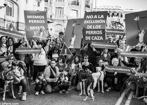 Los perros de caza, fuera de la Ley de Bienestar Animal: ha salido adelante la enmienda del PSOE