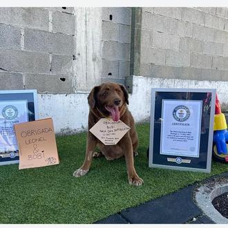 Bobi ya no es el perro más longevo de la …
