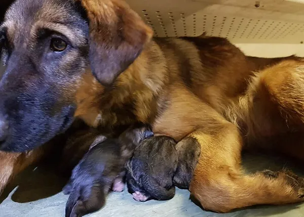 Momentazo perruno en el Metro de Moscú: una perra pare a 10 cachorritos 