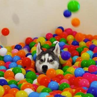 5400 pelotas de plástico en un pasillo: un perro (y …