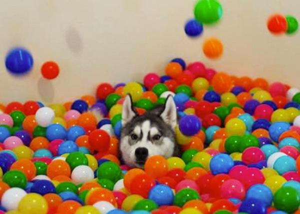 5400 pelotas de plástico en un pasillo: un perro (y sus humanos) felices con su 
