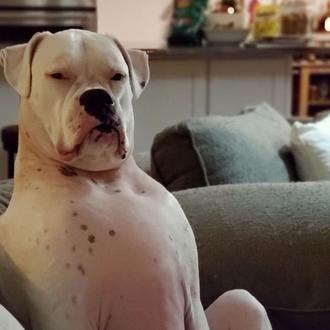 Walter White, versión perro: un Bóxer divino con el aspecto …