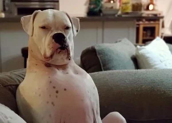 Walter White, versión perro: un Bóxer divino con el aspecto de un abuelo gruñón