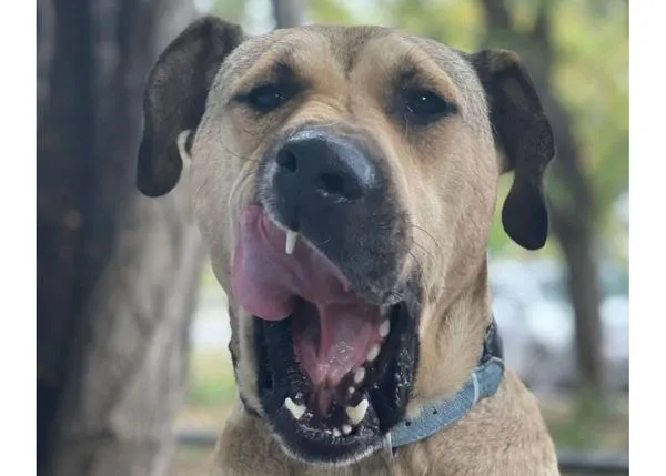 Boji, el famoso perro de Estambul que recorría la ciudad en transporte público, ¡ha sido adoptado!