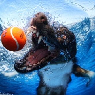 A la caza de una pelota, también bajo el agua