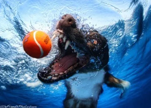 A la caza de una pelota, también bajo el agua