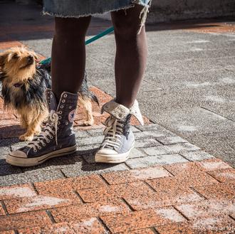 Educación canina en positivo enfocada a la adopción: un seminario …