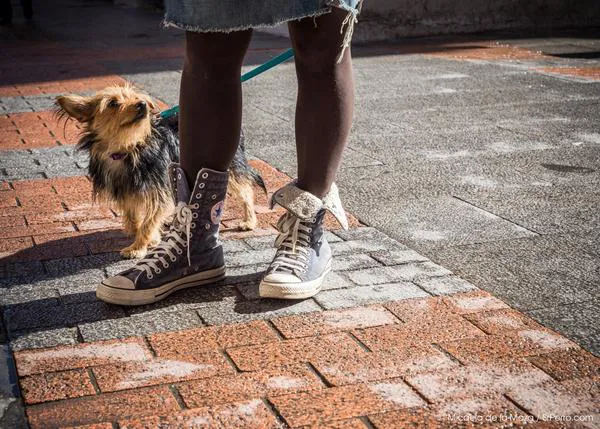 Educación canina en positivo enfocada a la adopción: un seminario muy recomendable en Badajoz