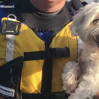 Una perra rescatada tras pasar una semana sola en una …