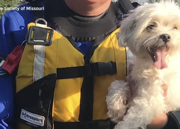 Una perra rescatada tras pasar una semana sola en una casa inundada