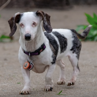 Una salchicha ciega y sorda, fruto de la cría irresponsable …