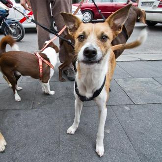 ¡Nueva quedada de Perros viajando por Madrid!  