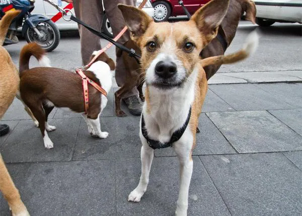 ¡Nueva quedada de Perros viajando por Madrid!  
